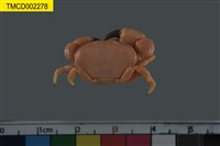 藏品(礁石假團扇蟹)的圖片